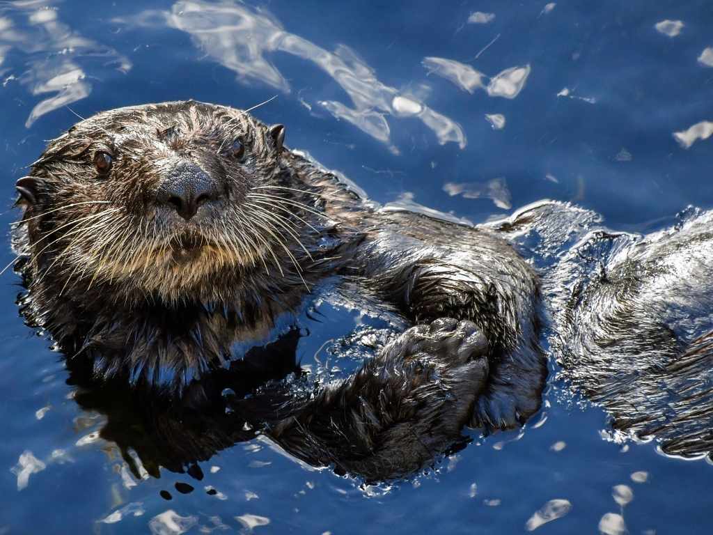 تسربات النفط وثعالب البحر: فهم التهديد والحلول