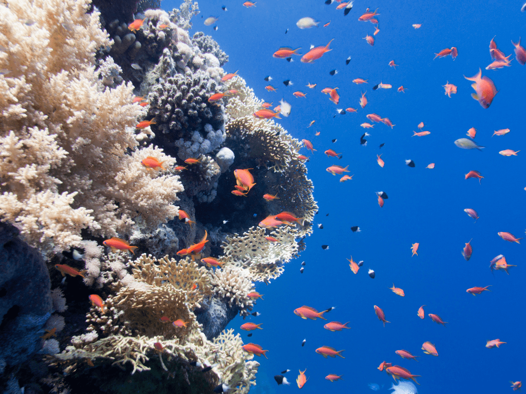 التلوث البحري وتأثيره على النظم البيئية في المحيطات