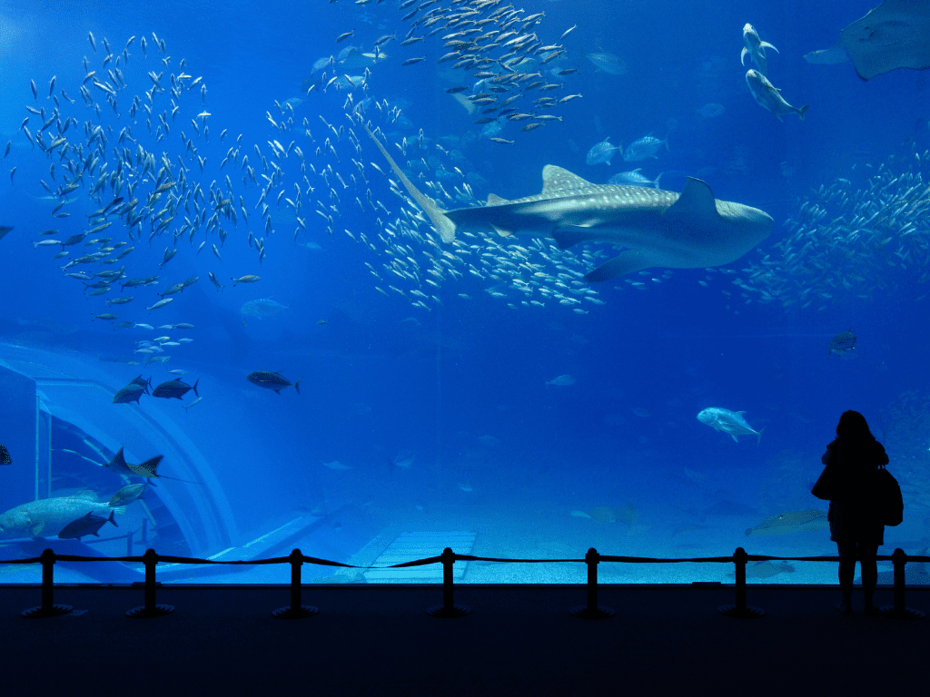 الفرق بين حوض المياه المالحة وحوض الشعاب المرجانية: فهم الفروقات