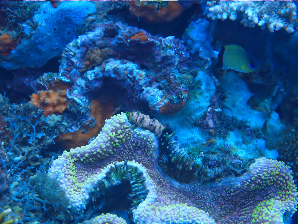 الدياتوما في حوض المياه البحرية: دليل شامل لإدارة ومنع نمو الدياتومات