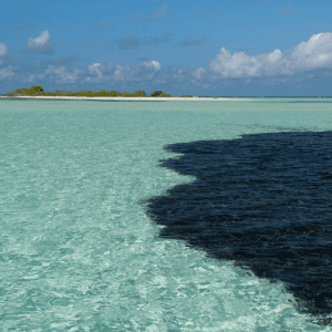 ميـاه الشفاء: استراتيجيات قوية وطويلة المدى لتنظيف بقع الزيت واستعادة البيئة